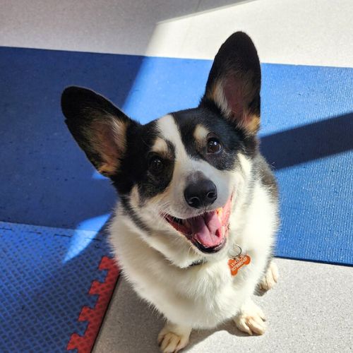 a corgi dog smiling