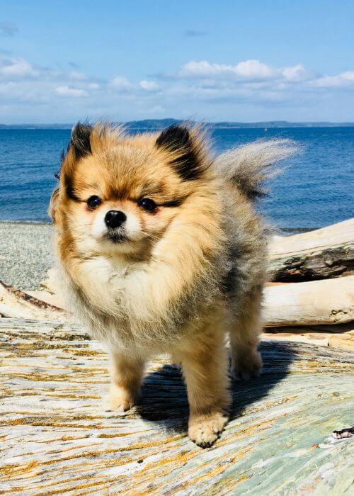 a dog near sea