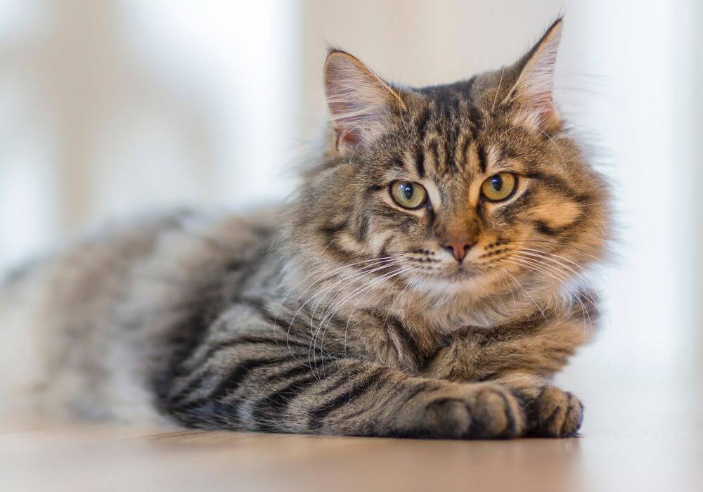 a gray tabby cat