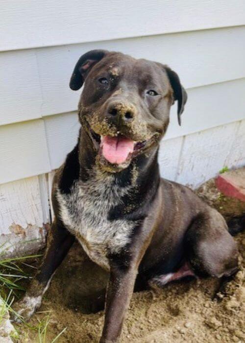 happy black dog