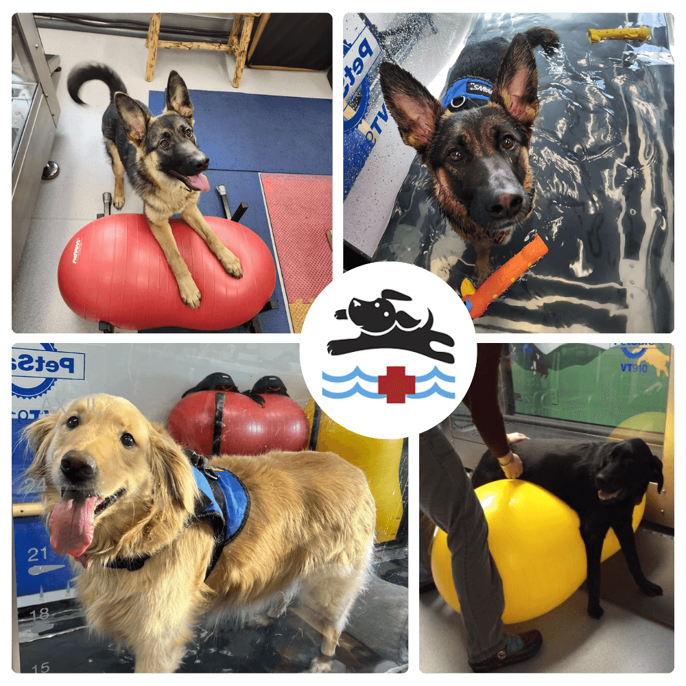 happy dogs during sport training collage