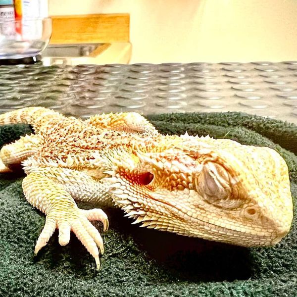 A baby bearded dragon is lying on the towel