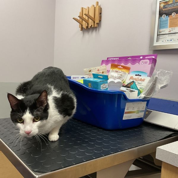 A cat is sitting near basket with pet products