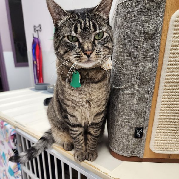 A cat is sitting near cat carrier