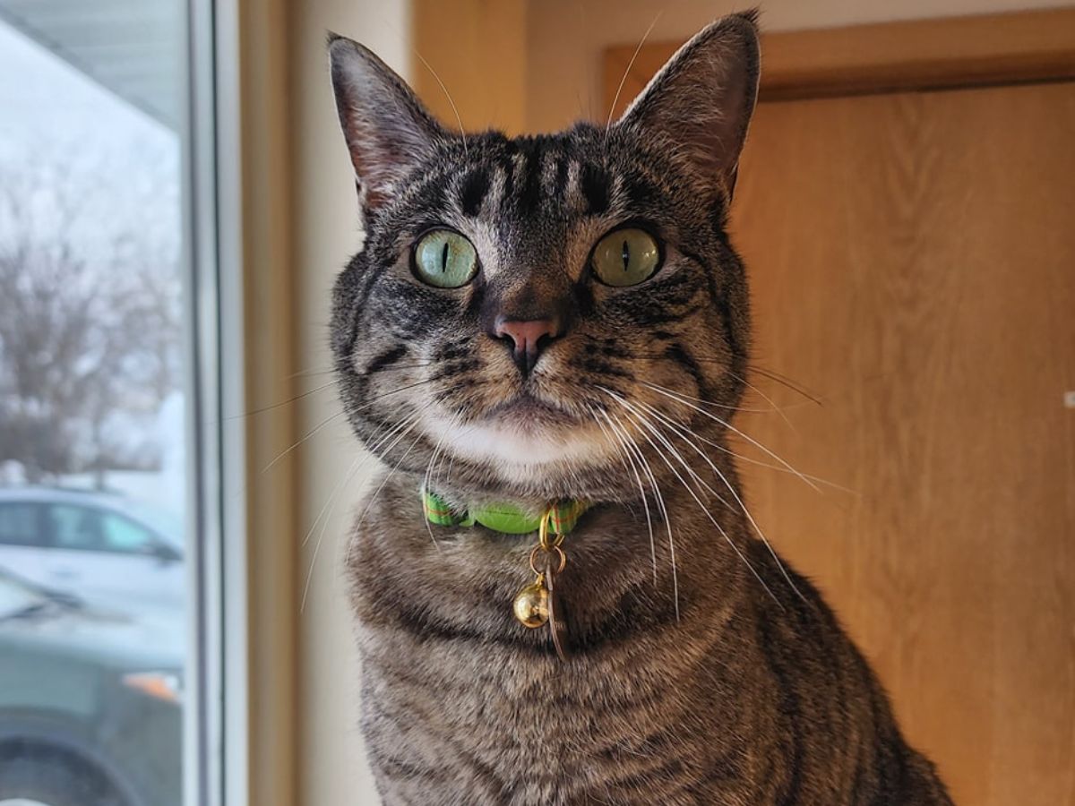 A cat is sitting near window