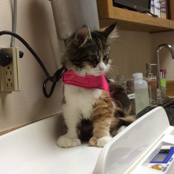 A cat is sitting on weighing machine