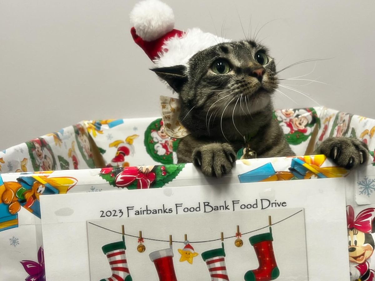 Cat is wearing christmas hat and sitting in the box