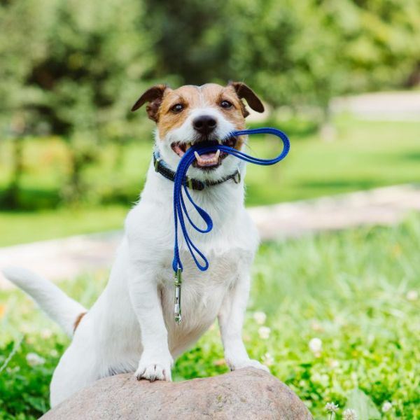 A dog holding a leash in its mouth