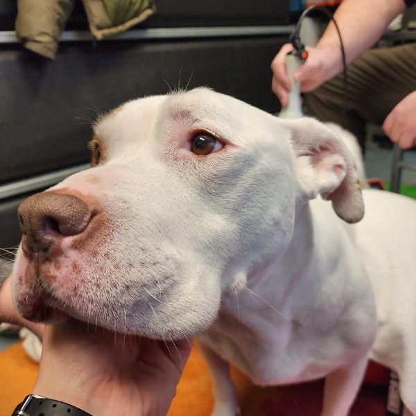 A dog is having laser therapy