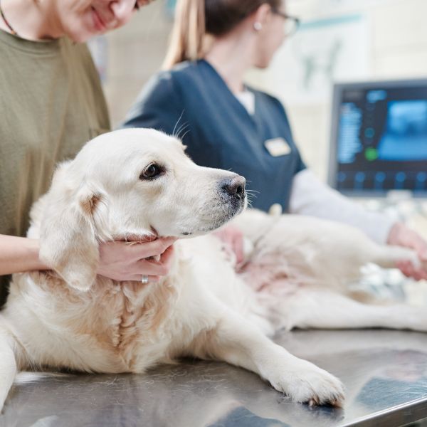 A dog is having ultrasound