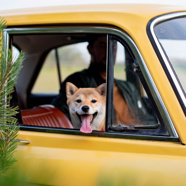 A dog is looking out of car window