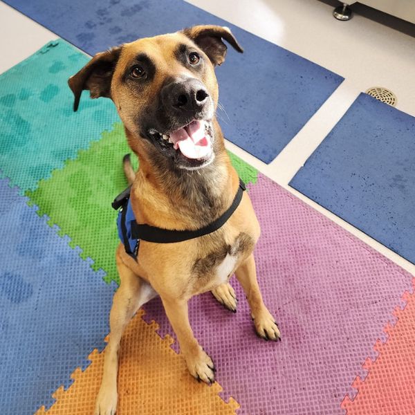 A dog is sitting on a rug