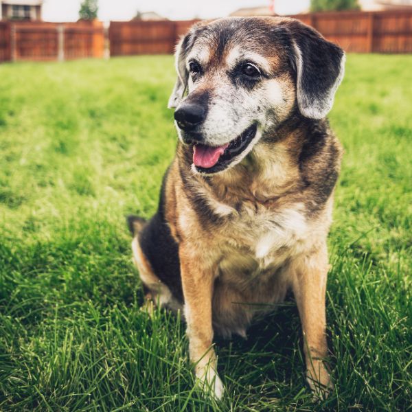 A dog is sitting on the grass