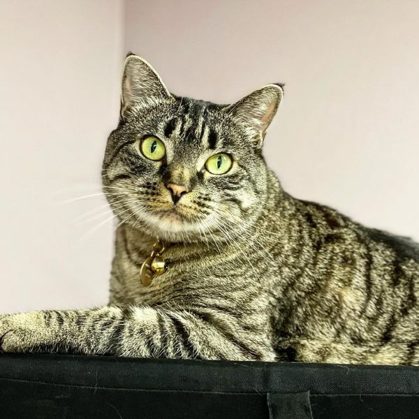 A cat is sitting on the table