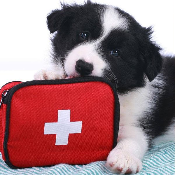 A dog is touching a First Aid Kit