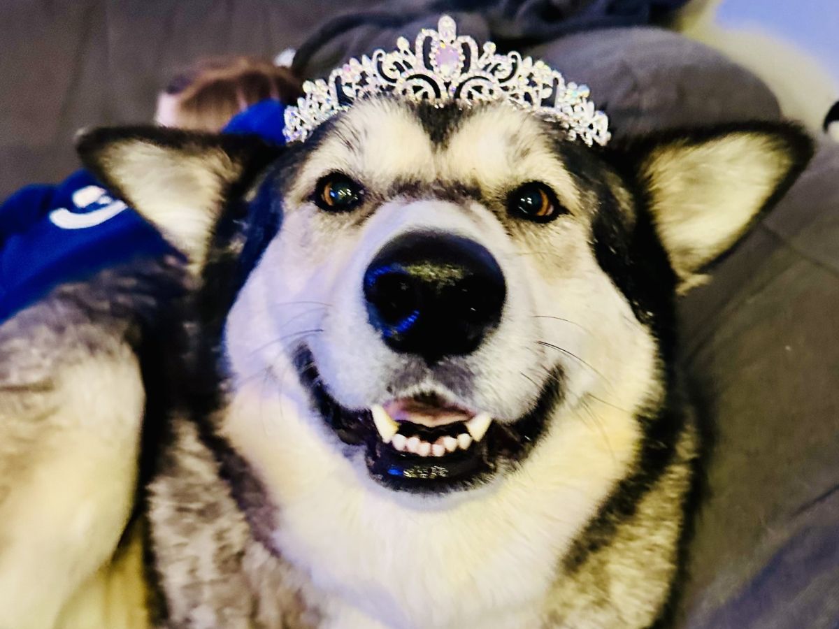 A dog is wearing a crown