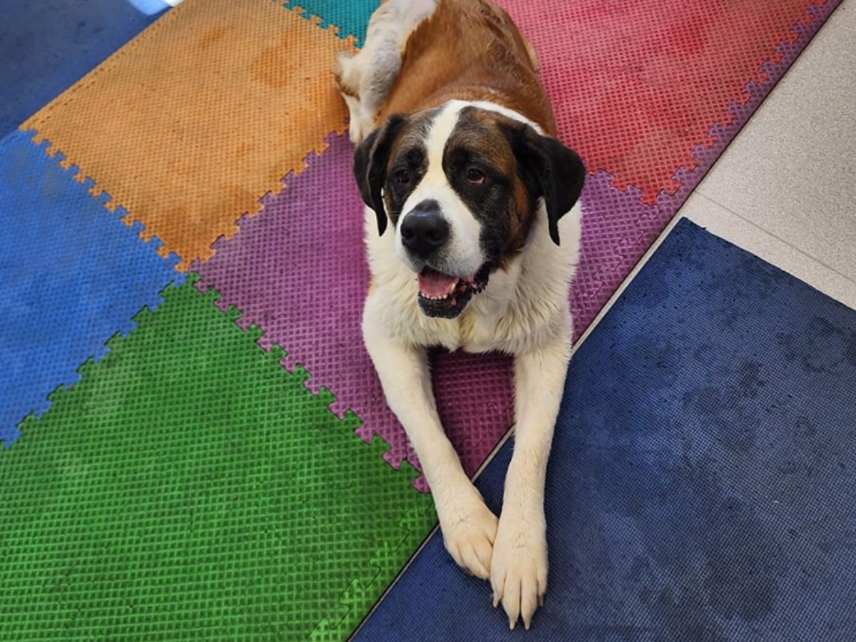 A dog lying on a rug