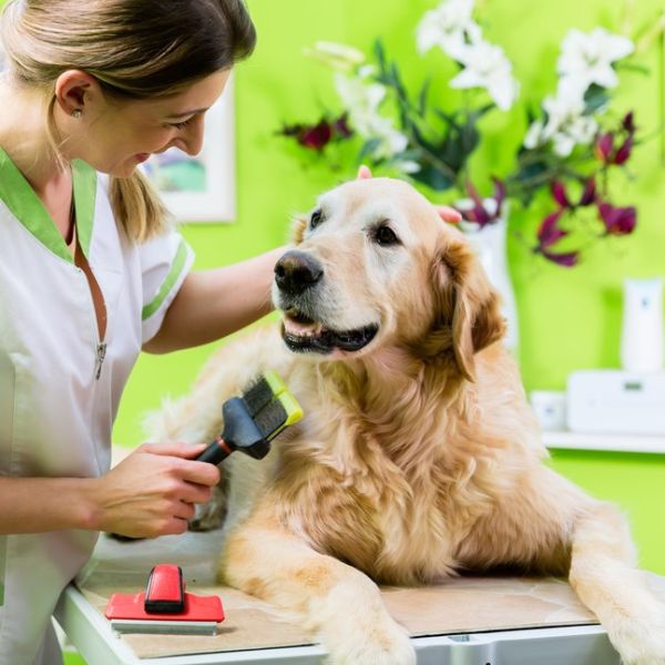 A groomer is grooming a dog