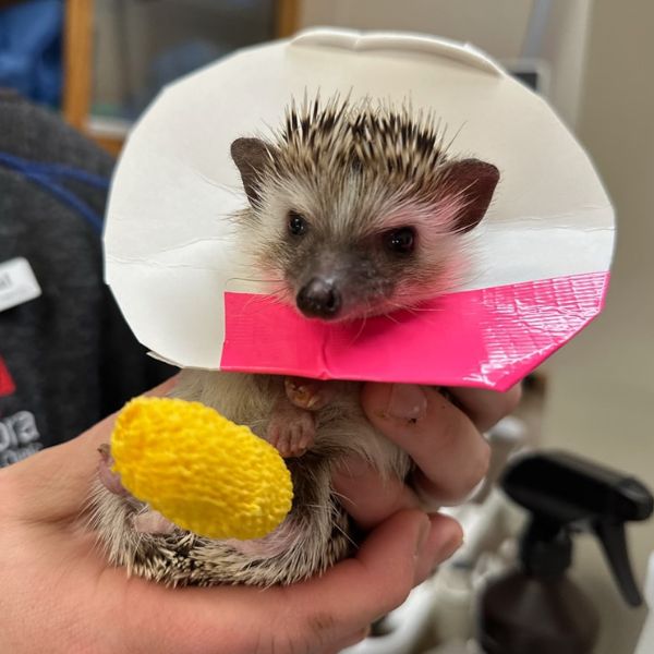 A hedgehog is wearing a cone after surgery