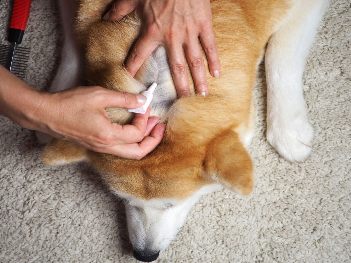 A person applies drops to prevent from fleas ticks withers to dog