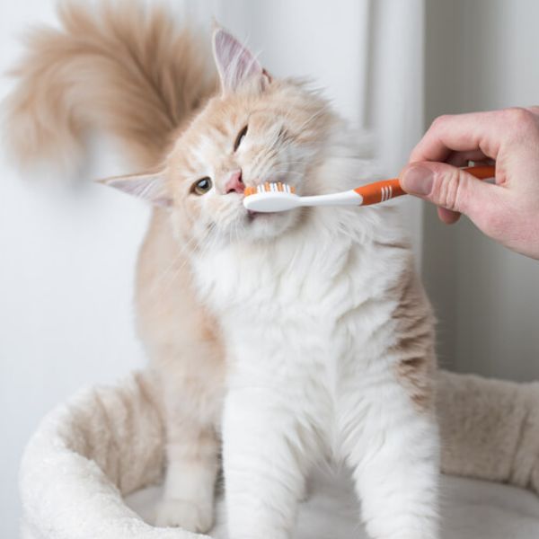 A person brushing a cat's teeth