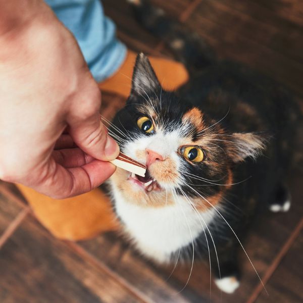 A person feeding a cat