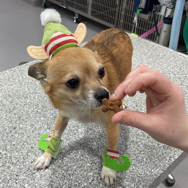 A person is feeding medicine to a dog