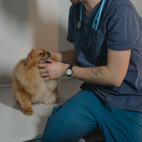 A vet is examining a dog