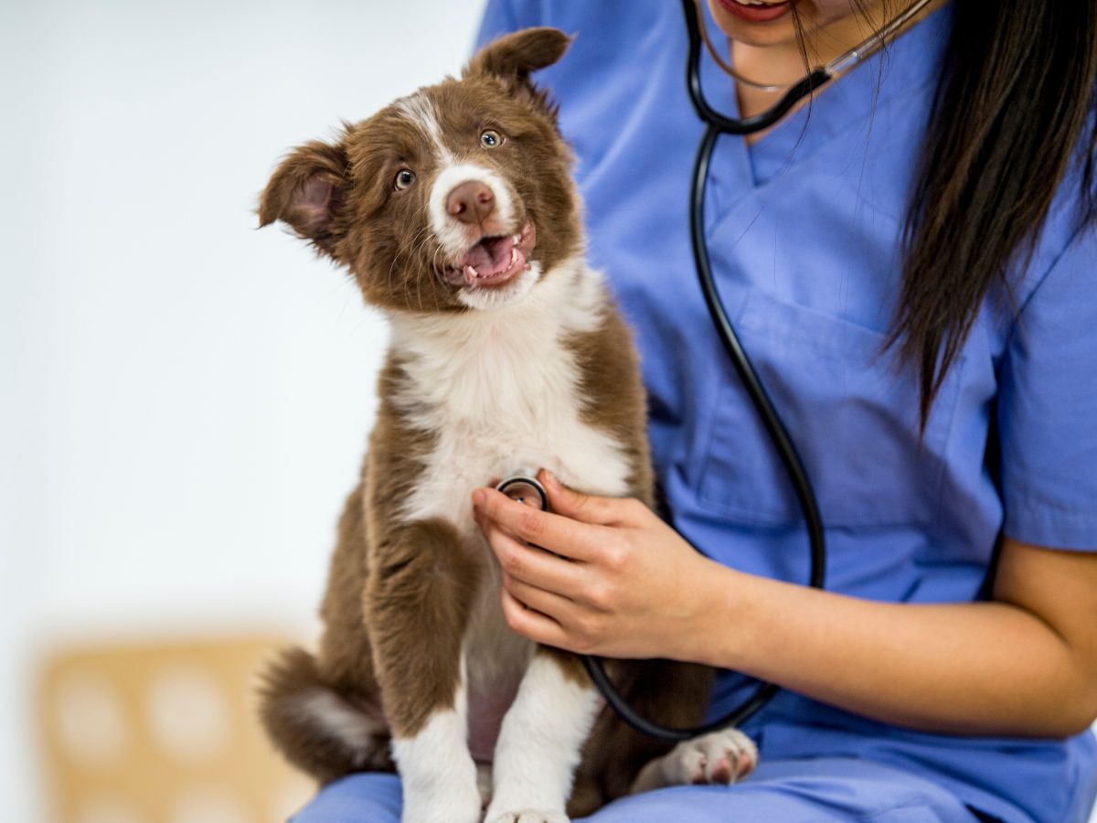 A vet is examining a dog