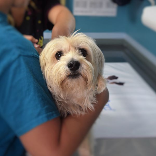 A vet is holding a dog