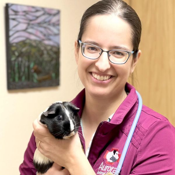 A vet is holding a guinea pig