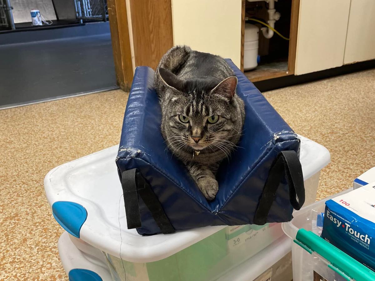 Cat sitting on a blue cushion on top of containers