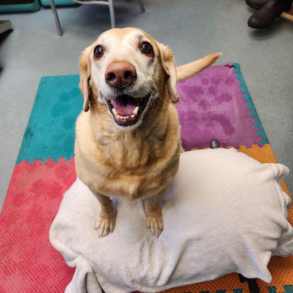 Dog put it's hind legs on a towel on the ball