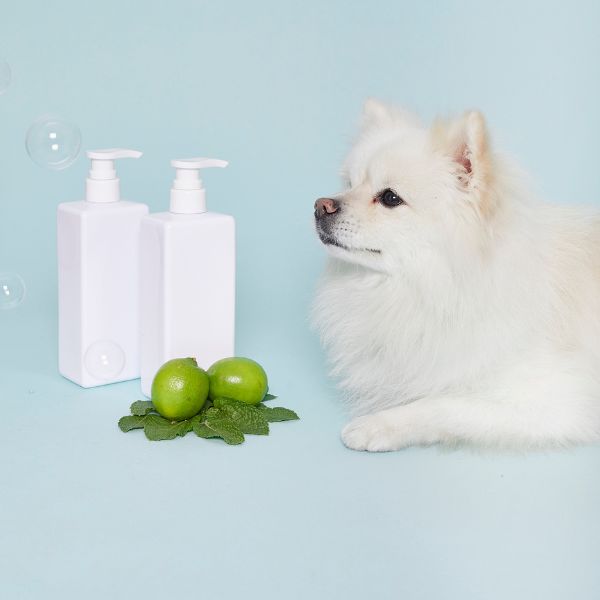 A white fluffy dog beside two pump bottles and green limes