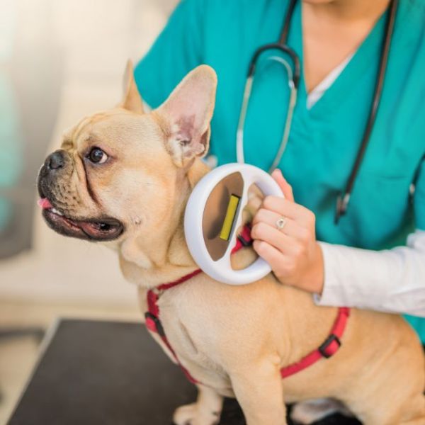 A vet is scanning a dog for microchip