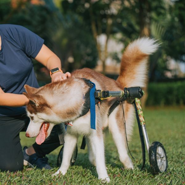 A husky with a rear support wheelchair on grass being petted by a person