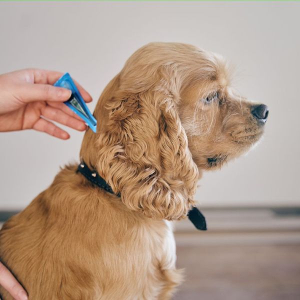 A golden dog being applied by medicine