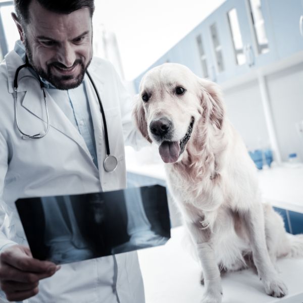 A veterinarian holding an X-ray next to a sitting dog in a clinic