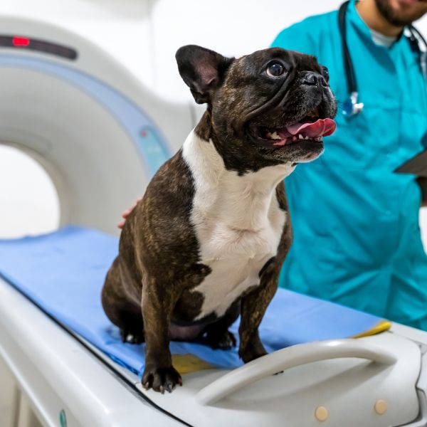 A brindle French Bulldog sitting on a CT scan table with a vet